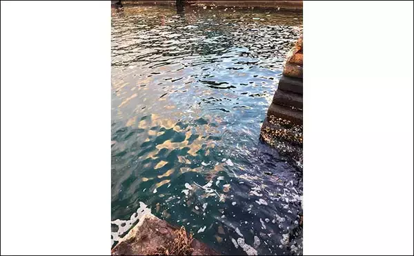 「『アジング』２大パターン：「プランクトン」＆「ベイトフィッシュ」」の画像