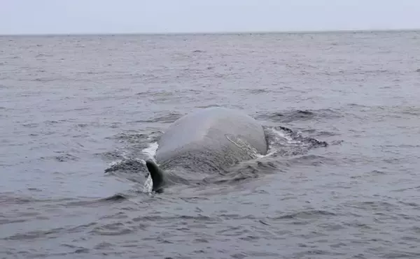 「小さい「プランクトン」を食べる生物は巨大化しがち　そのワケとは？」の画像