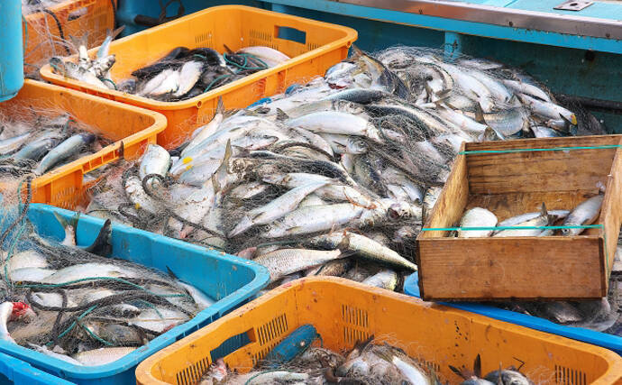 春ニシンの 白子 は濃厚美味 数の子 だけじゃないニシンの魅力 21年4月11日 エキサイトニュース