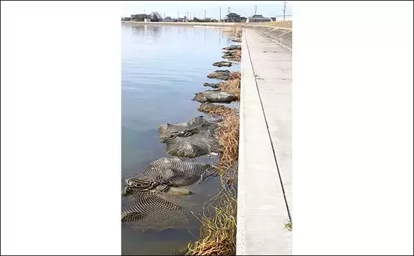 「今週のヘラブナ推薦釣り場【茨城県・鰐川／徳島排水機場前】」の画像