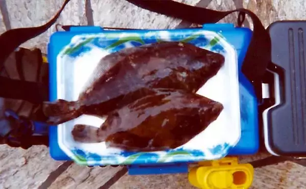 サーフで投げ釣り堪能　シロギス不発もムシガレイ2匹【神奈川・国府津】