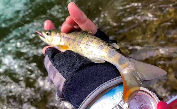 渓流釣りで 黄金ヤマメ 含め尾 ミミズエサで手中 島根 紙祖川 21年4月5日 エキサイトニュース 渓流釣りで 黄金ヤマメ 含め尾 ミミズエサで手中 島根 紙祖川 21年4月5日 エキサイトニュース