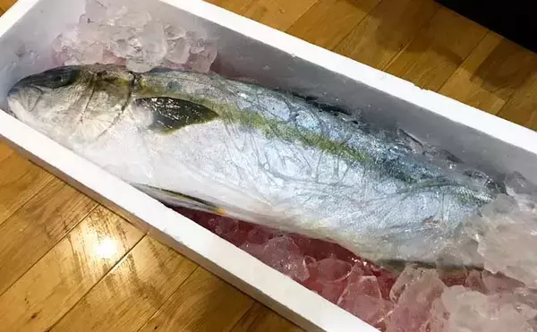 遠征釣行の基礎知識：初心者は戦略的に「ビギナーズラック」狙うべき？