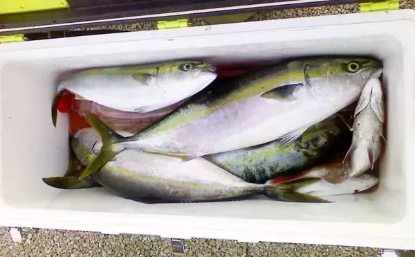 「遠征釣行の基礎知識：初心者は戦略的に「ビギナーズラック」狙うべき？」の画像