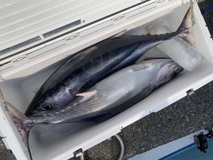 南伊豆で トンボジギング 堪能 ビンチョウマグロ船中18本 恵丸 21年4月4日 エキサイトニュース 3 4