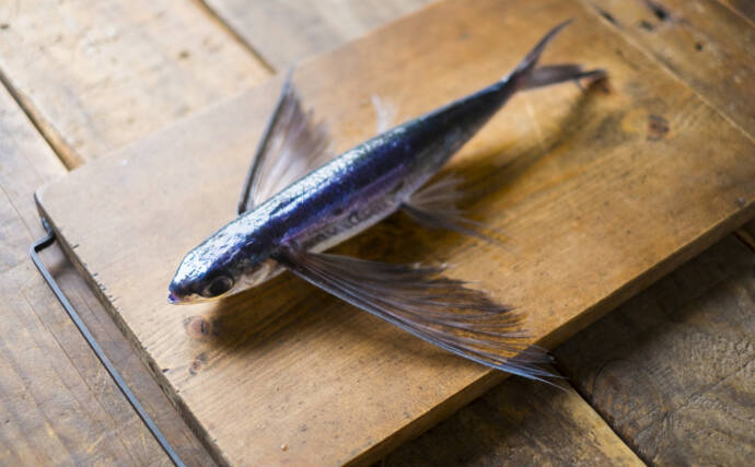 空飛ぶ魚トビウオの一種 角トビ は春が旬 東日本では知名度低め 21年4月14日 エキサイトニュース