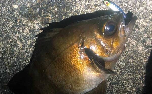 メバリング ステップアップ解説 メバルの 視線 とリグの通し方 21年4月10日 エキサイトニュース