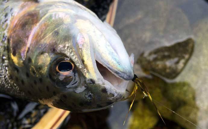 「古式テンカラ」釣りキャスティング精度を『馬素』＆『ナイロン』で比較