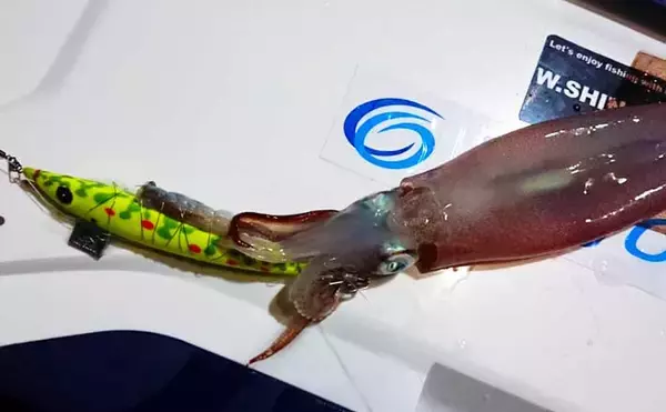 『餌巻きスッテ』使用イカメタルのススメ　仕掛け＆エサの作り方を解説