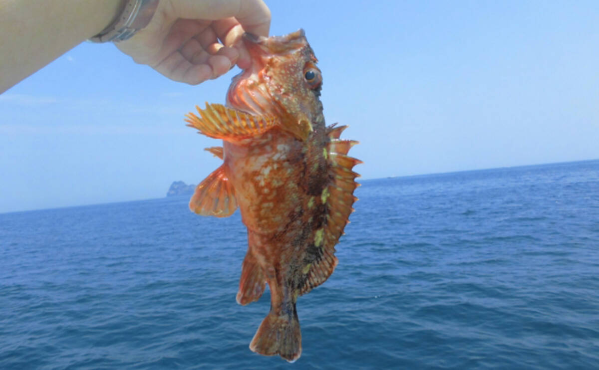 全国各地で稚魚放流が行われている カサゴ 理由は再漁獲の効率性 21年4月15日 エキサイトニュース