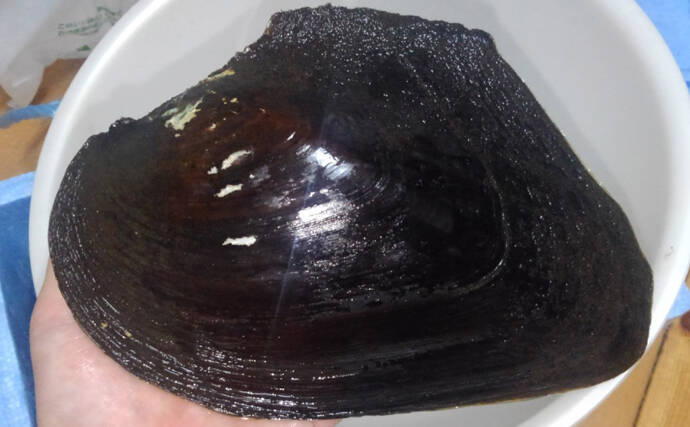 琵琶湖の『淡水真珠』養殖業を「ナマズ」が救う可能性　寄生魚として期待