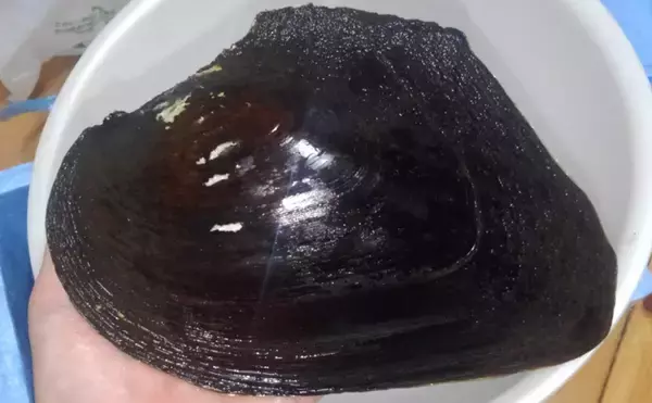 「琵琶湖の『淡水真珠』養殖業を「ナマズ」が救う可能性　寄生魚として期待」の画像