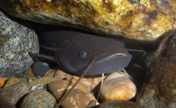 琵琶湖の『淡水真珠』養殖業を「ナマズ」が救う可能性　寄生魚として期待