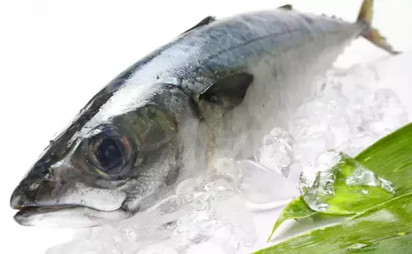 「九州新幹線に「ブリ」が乗車　広まりつつある「貨客混載」のワケとは？」の画像