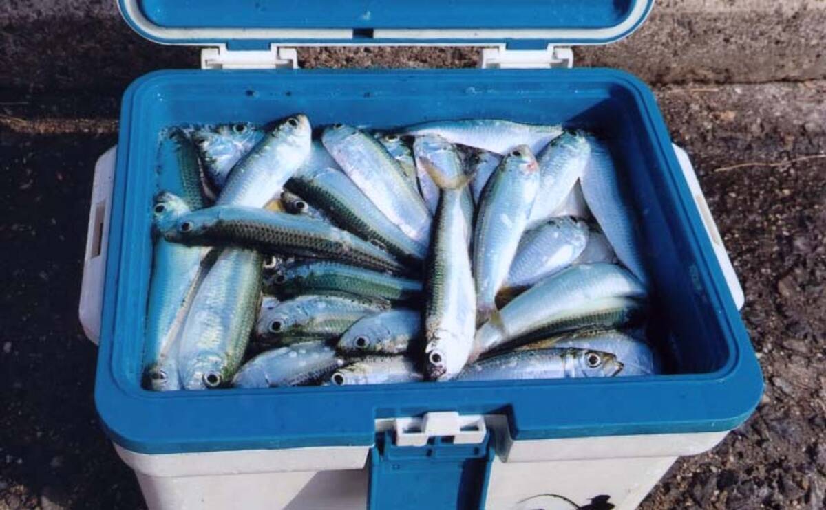 サビキ釣りで サッパ 絶好調 クーラー満タン 愛知 碧南海釣り広場 21年4月17日 エキサイトニュース