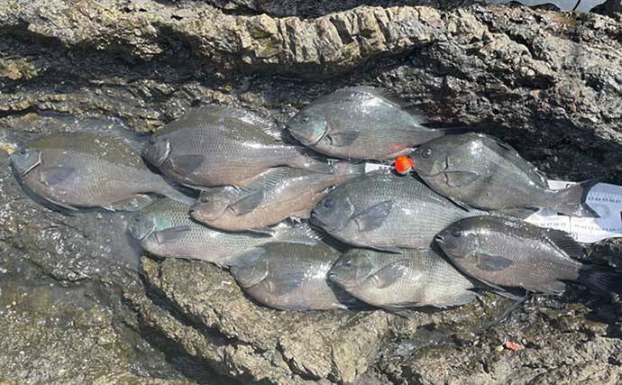 グレフカセ釣りで38cm頭に好調ヒット　「潜り潮」攻略法とは？【三重】