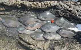 グレフカセ釣りで38cm頭に好調ヒット　「潜り潮」攻略法とは？【三重】