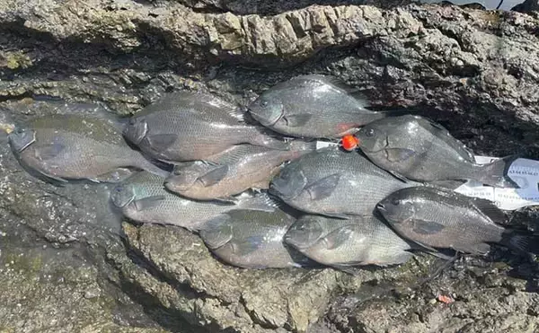 グレフカセ釣りで38cm頭に好調ヒット　「潜り潮」攻略法とは？【三重】