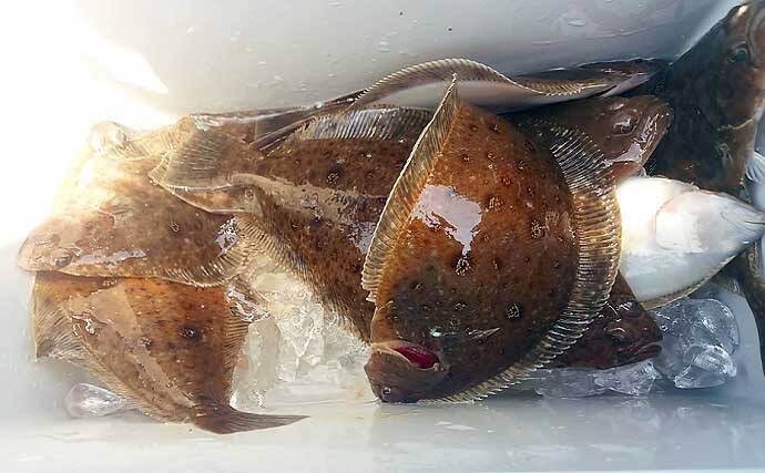 【2021】常磐『小突きカレイ釣り』徹底解説　種類多彩に数釣りも狙える