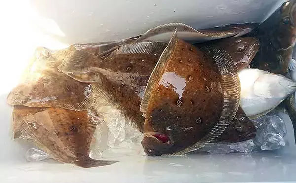 「【2021】常磐『小突きカレイ釣り』徹底解説　種類多彩に数釣りも狙える」の画像