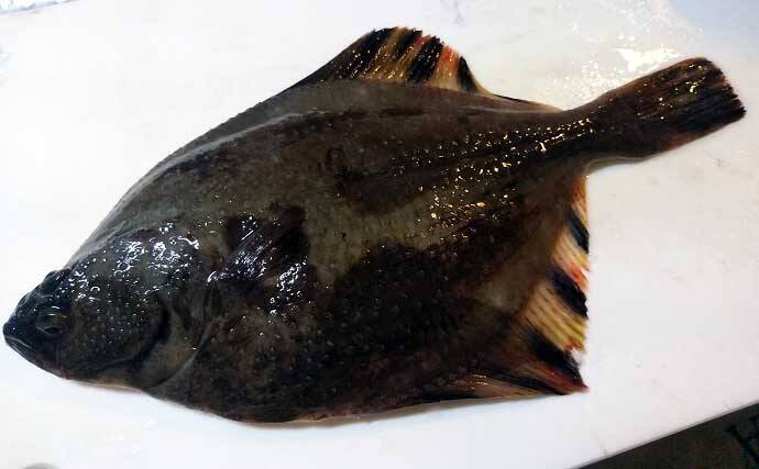 【2021】常磐『小突きカレイ釣り』徹底解説　種類多彩に数釣りも狙える