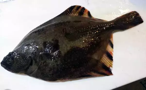 「【2021】常磐『小突きカレイ釣り』徹底解説　種類多彩に数釣りも狙える」の画像