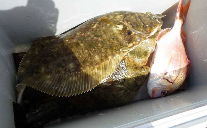 【2021】常磐『小突きカレイ釣り』徹底解説　種類多彩に数釣りも狙える