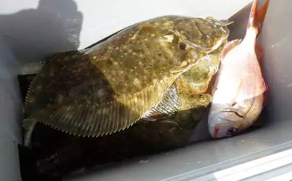 「【2021】常磐『小突きカレイ釣り』徹底解説　種類多彩に数釣りも狙える」の画像