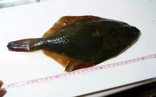 「【2021】常磐『小突きカレイ釣り』徹底解説　種類多彩に数釣りも狙える」の画像