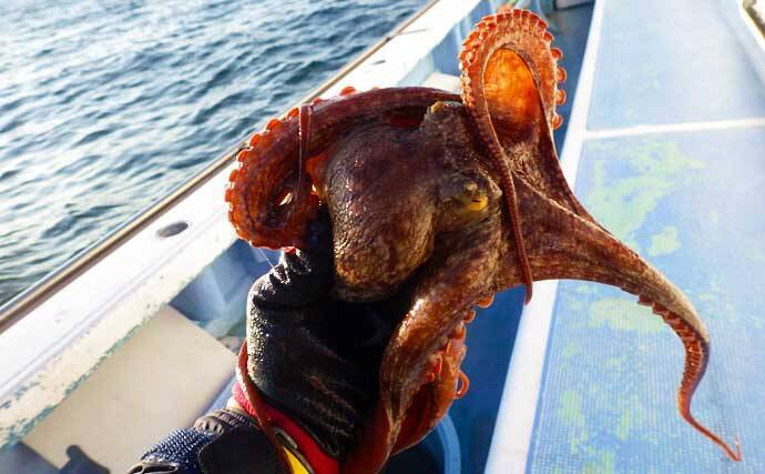 【2021】常磐『小突きカレイ釣り』徹底解説　種類多彩に数釣りも狙える