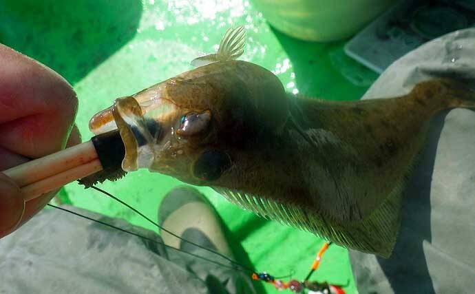 【2021】常磐『小突きカレイ釣り』徹底解説　種類多彩に数釣りも狙える