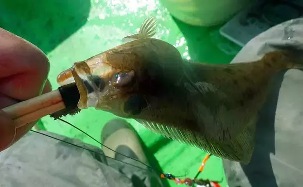 「【2021】常磐『小突きカレイ釣り』徹底解説　種類多彩に数釣りも狙える」の画像