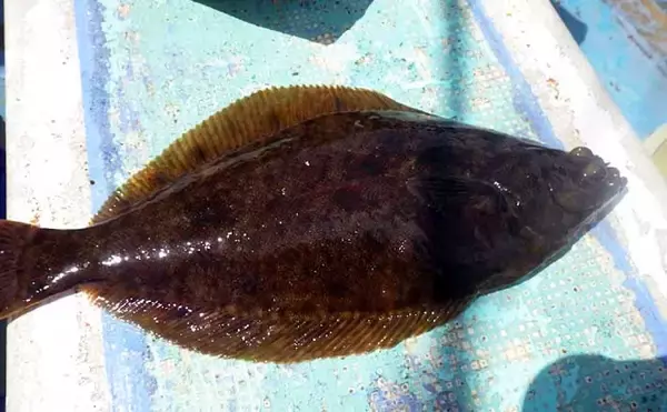 【2021】常磐『小突きカレイ釣り』徹底解説　種類多彩に数釣りも狙える