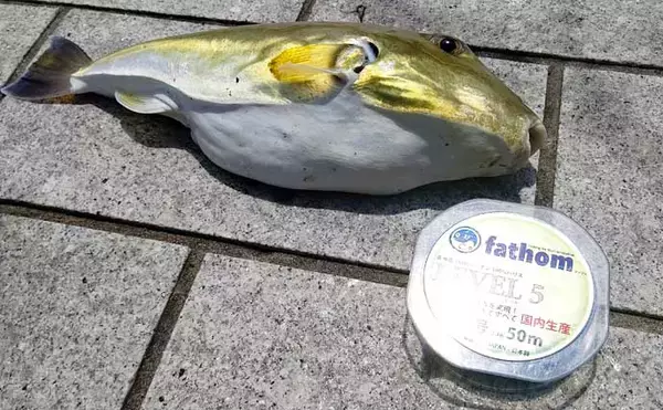 「サーフで釣れる『鳴く』サカナ4種　聞こえ方は人それぞれ？【静岡】」の画像