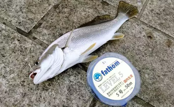 「サーフで釣れる『鳴く』サカナ4種　聞こえ方は人それぞれ？【静岡】」の画像