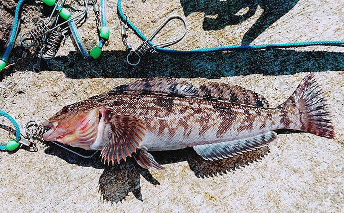 魚介で地域活性化 青森県階上町でブランド化目指す アブラメ とは 21年4月18日 エキサイトニュース 2 2