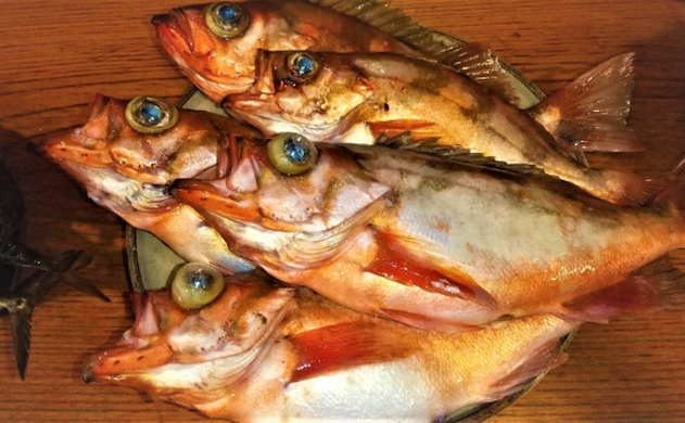 ウミヘビはややこしい ヘビみたいなサカナ と サカナみたいなヘビ 年7月3日 エキサイトニュース