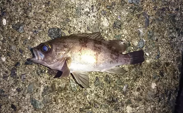 「実はとてもややこしい「メバル」と名がつくサカナ達　分類学的にも厄介」の画像