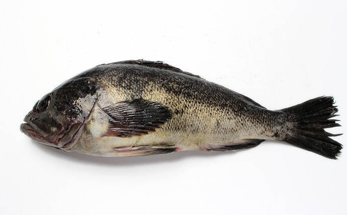 実はとてもややこしい「メバル」と名がつくサカナ達　分類学的にも厄介