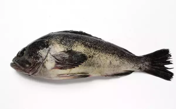 「実はとてもややこしい「メバル」と名がつくサカナ達　分類学的にも厄介」の画像