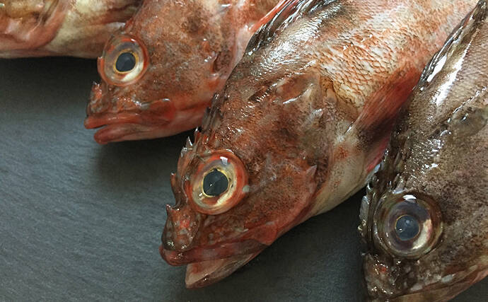 実はとてもややこしい「メバル」と名がつくサカナ達　分類学的にも厄介