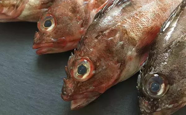 「実はとてもややこしい「メバル」と名がつくサカナ達　分類学的にも厄介」の画像