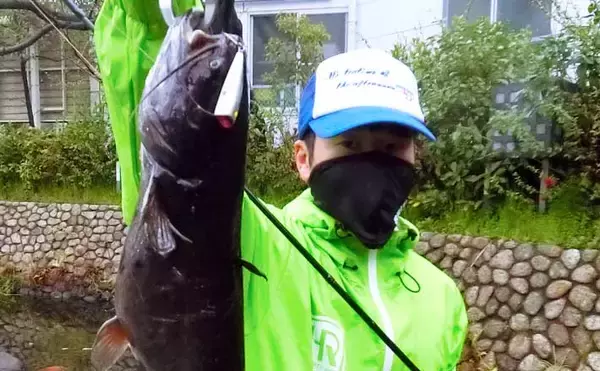 「都市河川のナマズゲームで60cm本命　ルアーサイズがキモ【名古屋】」の画像