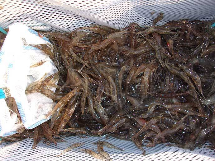 波止釣り エサ図鑑 シラサエビ 釣れる魚 入手方法 使い方 21年5月1日 エキサイトニュース