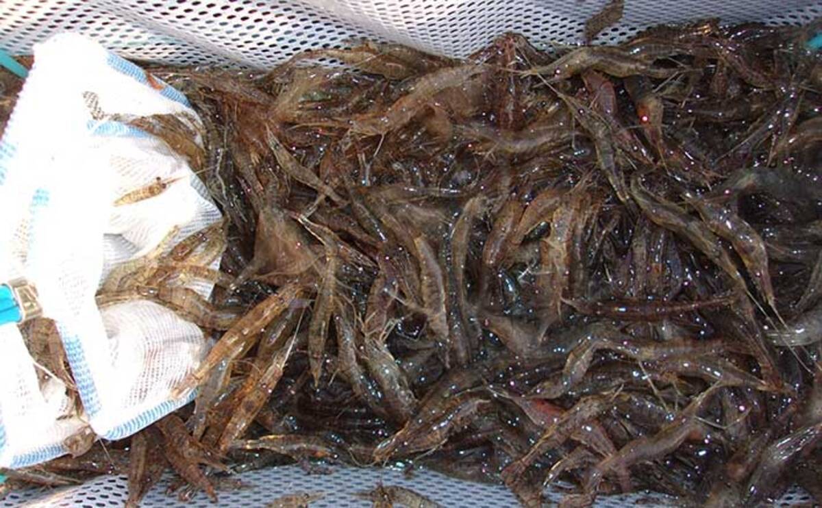 波止釣り エサ図鑑 シラサエビ 釣れる魚 入手方法 使い方 21年5月1日 エキサイトニュース 波止釣り エサ図鑑 シラサエビ 釣れる魚 入手方法 使い方 21年5月1日 エキサイトニュース