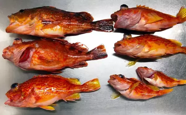 泳がせ釣りでカサゴ族７匹　エサ狙いのサビキも楽しい【三重・魚勘丸】