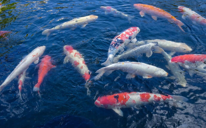 『こいのぼり』のカラーリングの由来　1964年の「東京五輪」が関係？