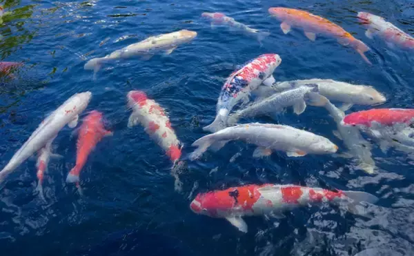 「『こいのぼり』のカラーリングの由来　1964年の「東京五輪」が関係？」の画像