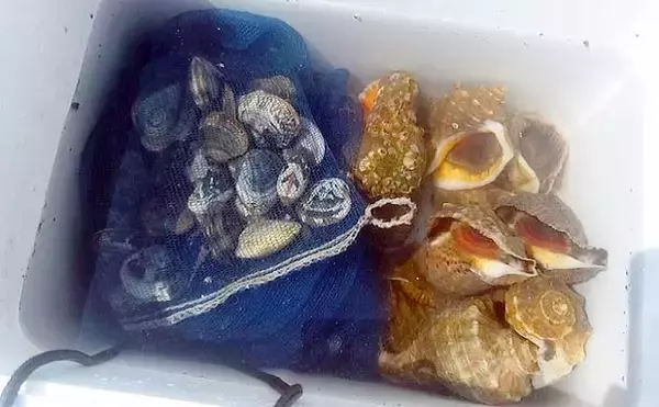 シーズン初「潮干狩り」でアサリ・アカニシ・ホンビノス【江戸川放水路】