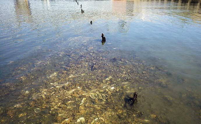 シーズン初「潮干狩り」でアサリ・アカニシ・ホンビノス【江戸川放水路】